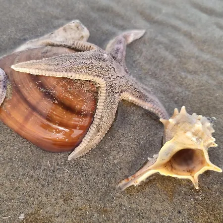 L'escale Du Capitaine Appartement *