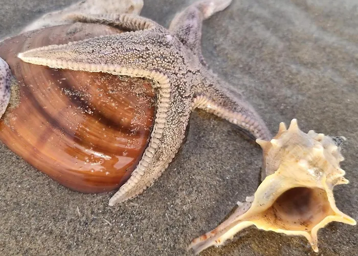 L'escale Du Capitaine Διαμέρισμα *